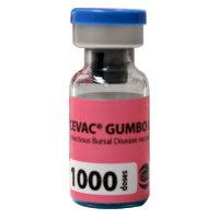 Gumboro 1000