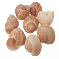 Coquille